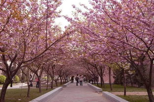 武汉樱花刚开就被大风吹成樱花雨，浪漫背后的故事