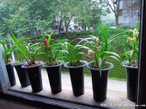 阳台上的那盆花，悄悄开了