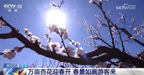 春日经济：花样缤纷活力迸发，我在其中的奇妙体验