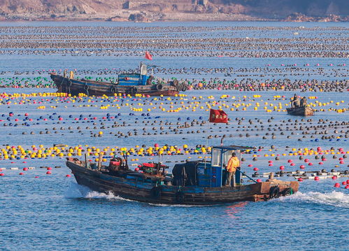 海上“春耕”正当时：“蓝色粮仓”里的生机与希望