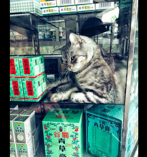 大爷贴小广告卖猫片，差点报警？真相让人哭笑不得