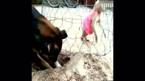探寻真相：猴子挖洞背后的秘密