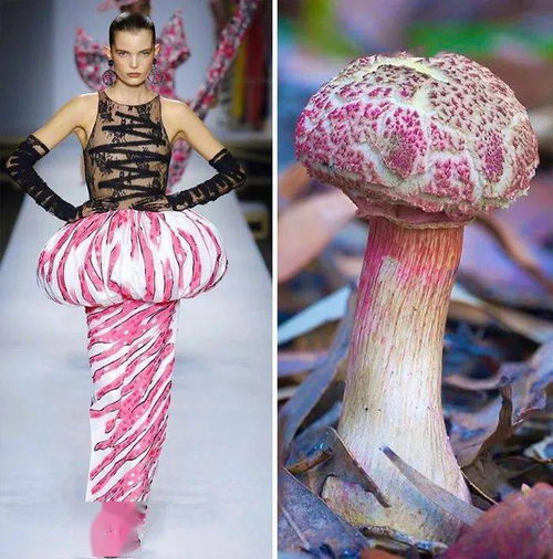 用灵感菇弹奏灵感：一场奇妙的创意之旅