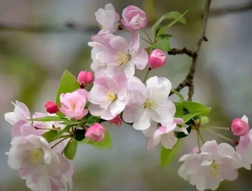 海棠花开：一场与春天的浪漫邂逅