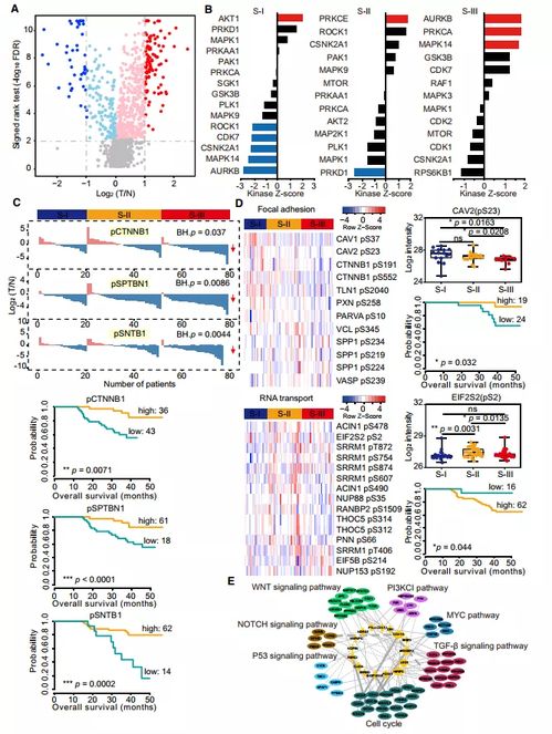 揭秘转座子外显化：一个被进化青睐的蛋白质亚型储库