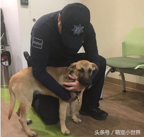 地震前30秒：熟睡中的狗惊醒，它的行为背后藏着什么秘密？