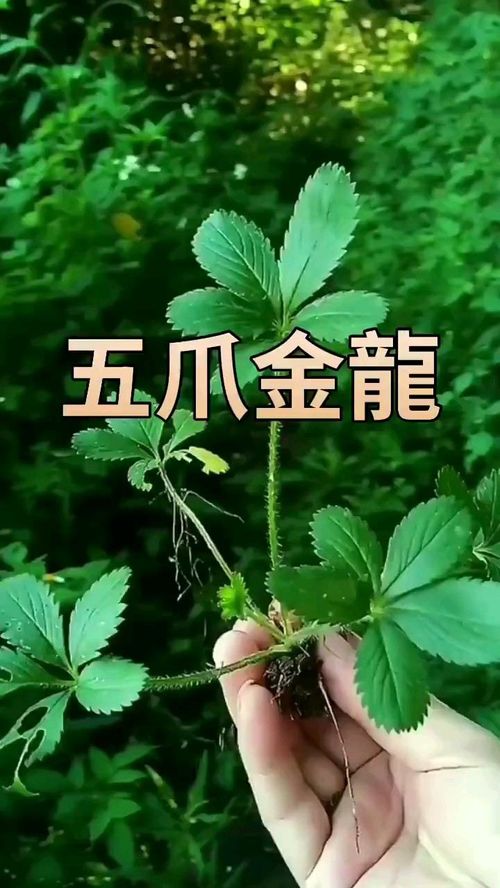 自然寻迹：草上的花，重生的花