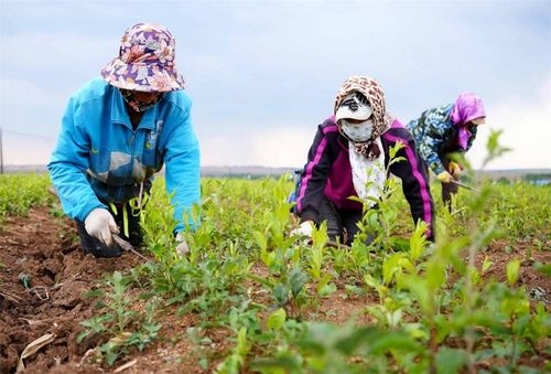 一带一路上的中药种植带：卫星地图解析与未来展望