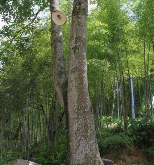 3.6亿年前的树种复活：见证远古生命的奇迹