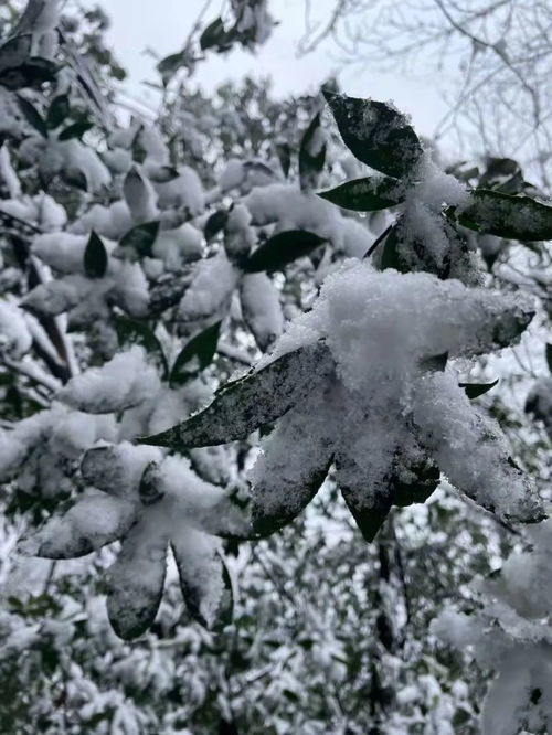 湖南多地下雪了！亲历者带你感受冬日的意外惊喜