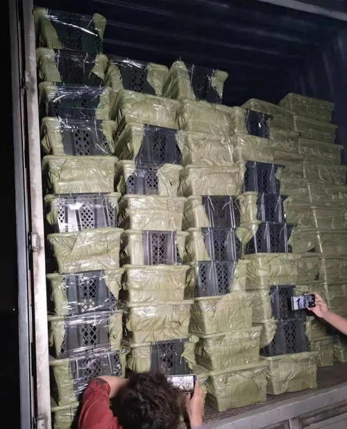 震惊！合肥群治集中安葬点遭破坏，骨灰被抛洒，警方通报真相