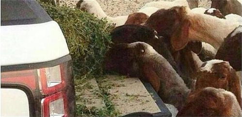 在缅华人亲历地震：眼睁睁看着同胞被埋却无能为力