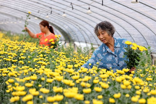 春耕时节：各地田间地头热闹非凡，机械化与科技助力丰收