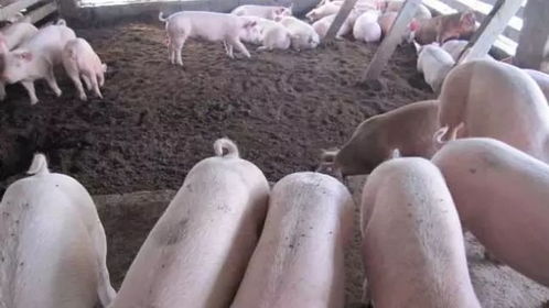 算法养猪场：人类创作灵魂的挣扎与觉醒