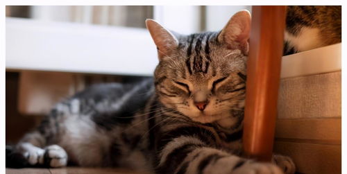 猫咪晚上不睡在主人床上站“军姿”：一位铲屎官的奇妙夜生活