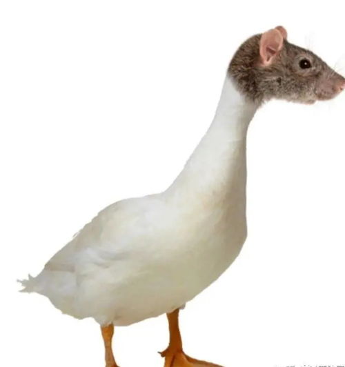 官方辟谣“指鼠为鸭”事件：局长升职背后真相大揭秘