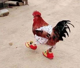 两只大公鸡当街“打架”，围观群众笑成一片