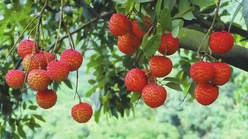 荔枝泡酒用什么酒最好？内行人教你避坑指南