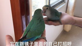 暖心瞬间：小鹦鹉飞奔迎接放学的小主人