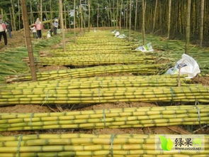 缅甸震后：苹果12元一个甘蔗50元一根，灾区生活的真实写照