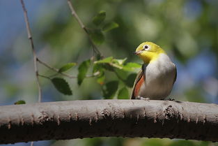 李现的别样周末：加入大爷摄影团，用镜头记录自然之美