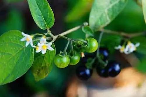 探寻龙葵的奇妙世界：从药典到田园