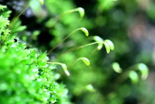 我们都是平凡却努力生长的花