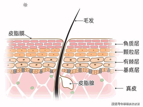 解析敏感肌问题的成因：干敏、油敏与敏感的区别