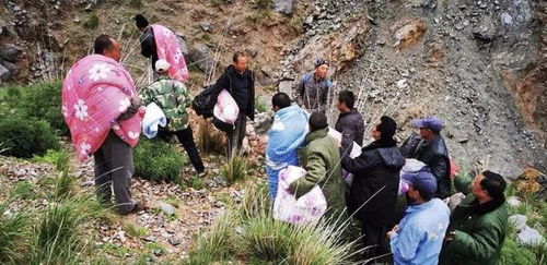 救救文玉村的“活化石”：中江县积金镇百亩黄花梨树遭破坏，谁来守护我们的文化根脉？