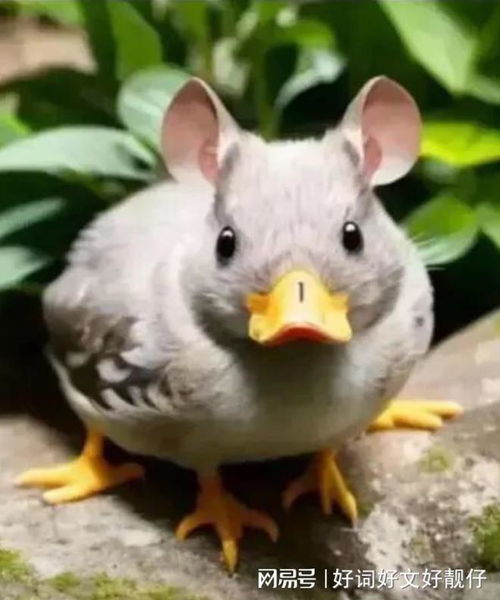 “指鼠为鸭”的局长调任上级部门，真相如何？