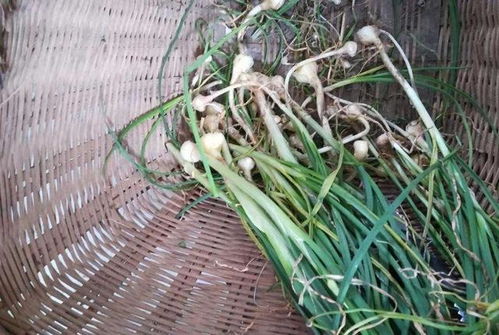 春天要多吃野蒜，教你一个简单的新吃法，健脾祛湿，增强免疫力