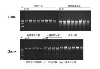 多种细菌DNA提取试剂盒性能的比较研究