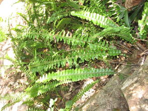 肾蕨：从阳台到自然，我的植物养护心得