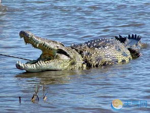 印尼51岁男子游泳时被鳄鱼咬死叼走：公海悲剧背后的真相