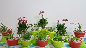 我是怎么培养植物的：一个新手的蜕变之旅