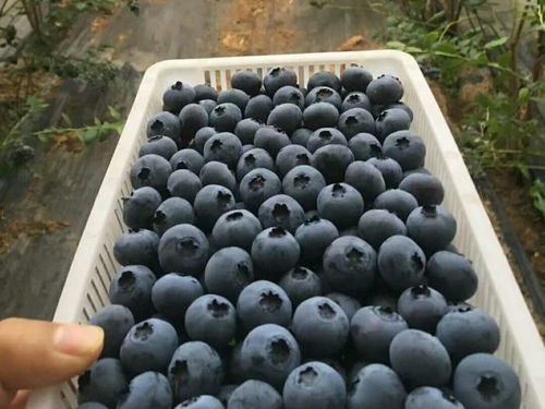 蓝莓价格大跳水，水果皇后也亲民了！