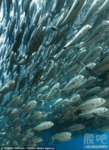 泰国潜水员拍下地震时鱼群罕见画面：大自然的震撼与神秘