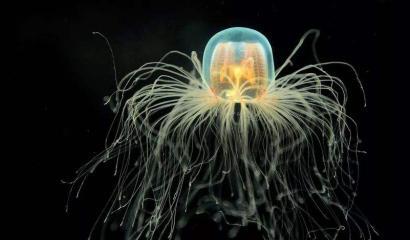 科学家在生命内部发现量子信号：一场颠覆认知的革命