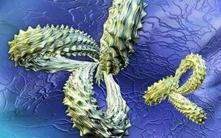 纳米抗体：肿瘤治疗中的“小而精”新星