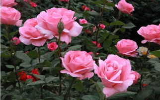 月季花开，战地黄花分外香——一场关于坚韧与美丽的邂逅