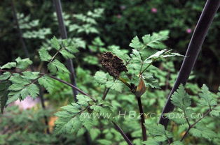 台湾当归也必归：一个普通人的思考与感悟