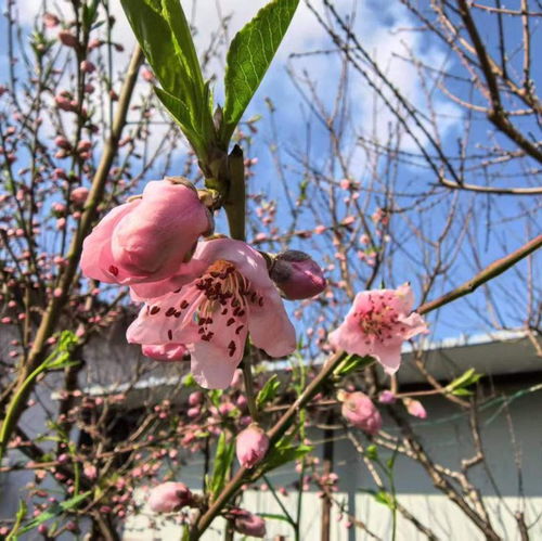 今年的桃花开，我与春天的一场浪漫邂逅