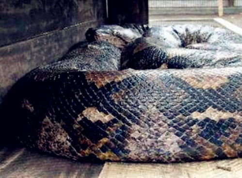 解放军蟒蛇战术登场：全面锁岛预演的震撼解读