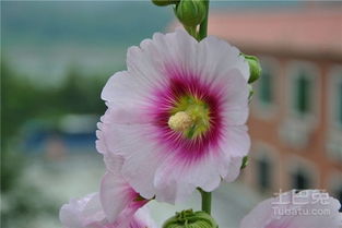 龙葵的花语：一段关于坚韧与希望的心灵旅程