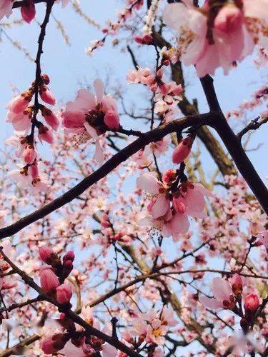 想和你去四月的春天里坐坐