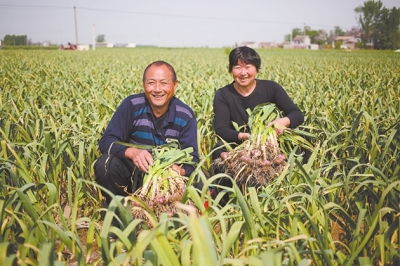 河南杞县辟谣小麦大蒜被打农药致死：真相与反思