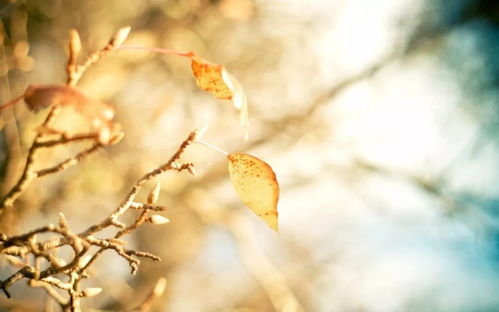 学会爱自己，拒绝拖延：从心出发的改变之旅