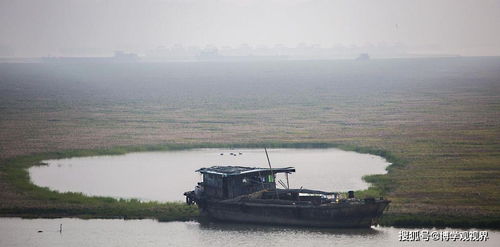鄱阳湖退水大量鱼搁浅，渔政呼吁：不捡、不买卖