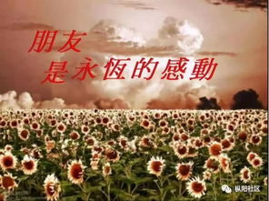 简友圈：在喧嚣中寻找真心的友谊