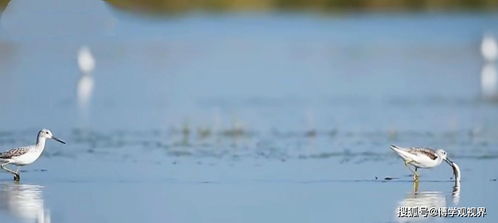 鄱阳湖退水鱼搁浅，捡鱼人蜂拥而至！背后故事引深思